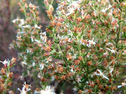 Image of Twiggy Daisy-bush