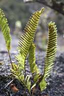 Plancia ëd Polypodium pellucidum var. vulcanicum Skottsberg