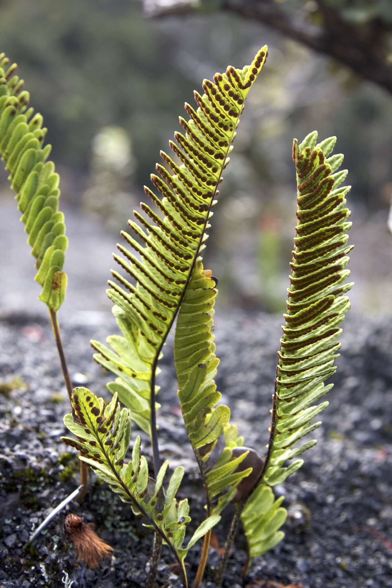 Image de Polypodium pellucidum var. vulcanicum Skottsberg