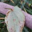 Image of Dioscorea trichantha Baker