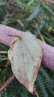 Image of Dioscorea trichantha Baker