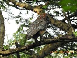 Image of Mottled Wood Owl