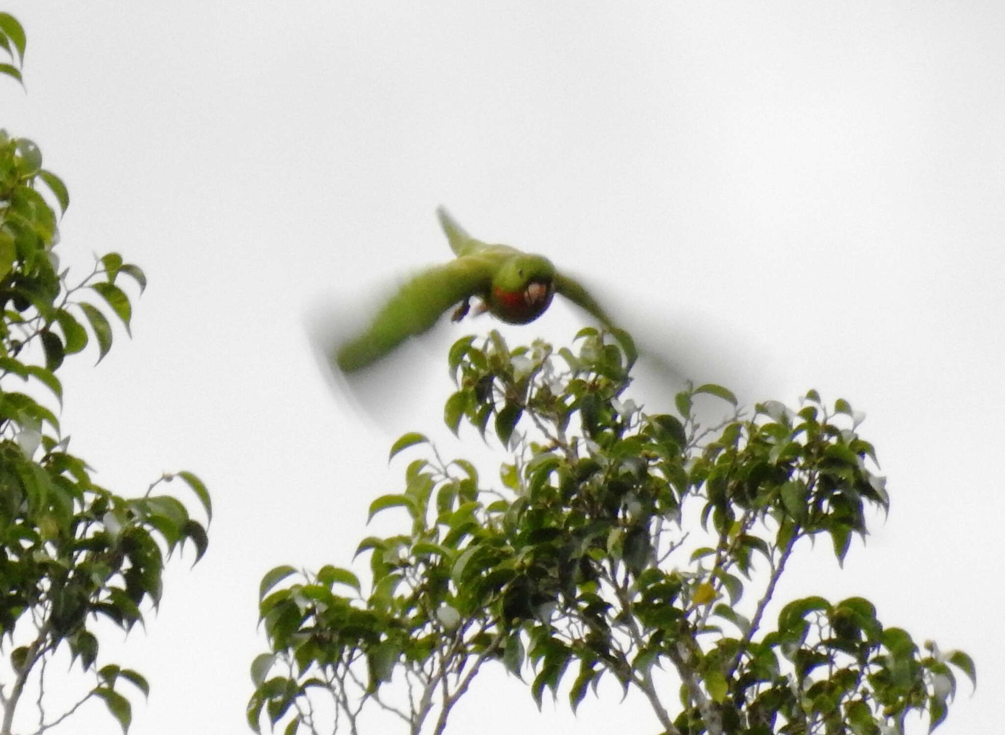 Image of Psittacara holochlorus rubritorquis