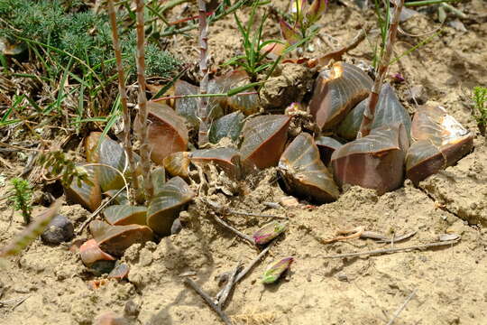 Image of Haworthia retusa (L.) Duval