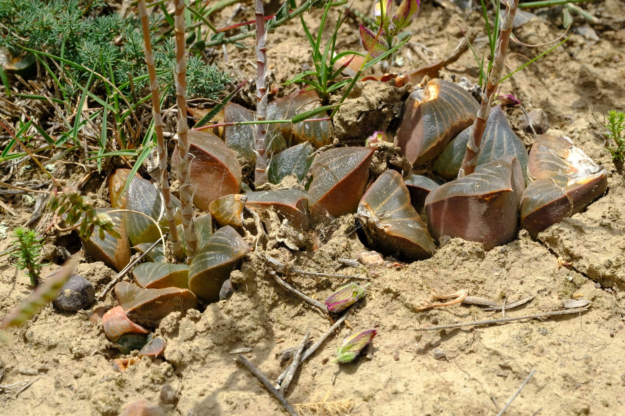 Слика од Haworthia retusa (L.) Duval