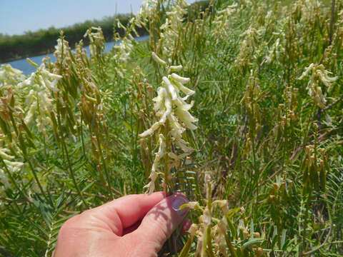 Image of cream milkvetch