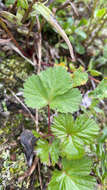 Image of arctic raspberry