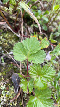 Image of arctic raspberry