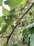 Sivun Rubus taitoensis Hayata kuva