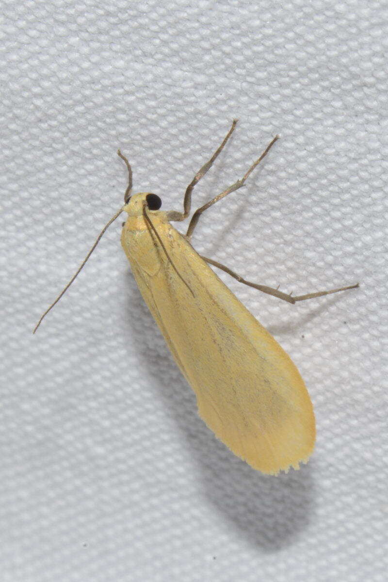 Image of orange footman