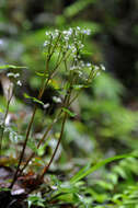 Image of Sanicula orthacantha S. Moore