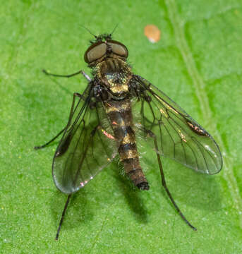 Image of Chrysopilus tomentosus Bigot 1887