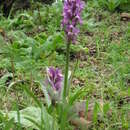 Sivun Dactylorhiza romana subsp. romana kuva