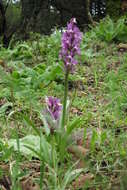 Image of Dactylorhiza romana subsp. romana