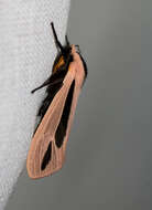 صورة Creatonotos gangis Linnaeus 1763