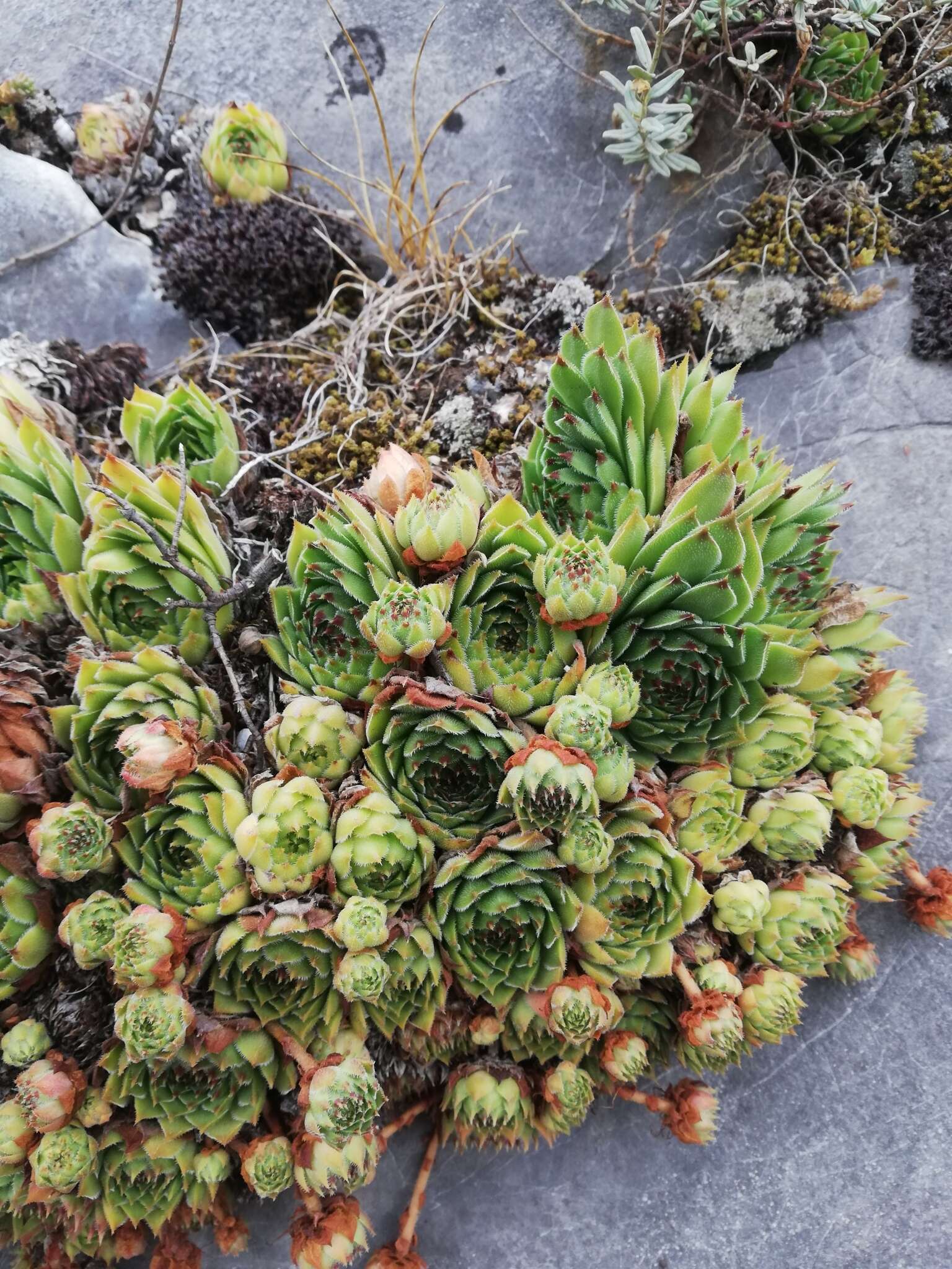 Image of Sempervivum vicentei Pau