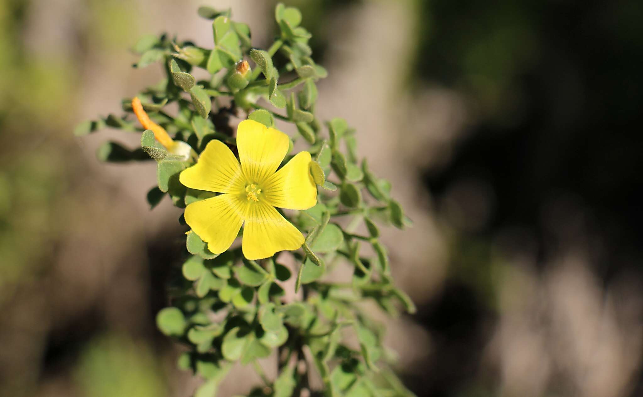 Sivun Oxalis virgosa Molina kuva