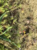 Image of Bifid Bladderwort