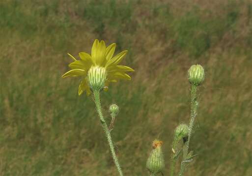 Image of Hooker's scratchdaisy