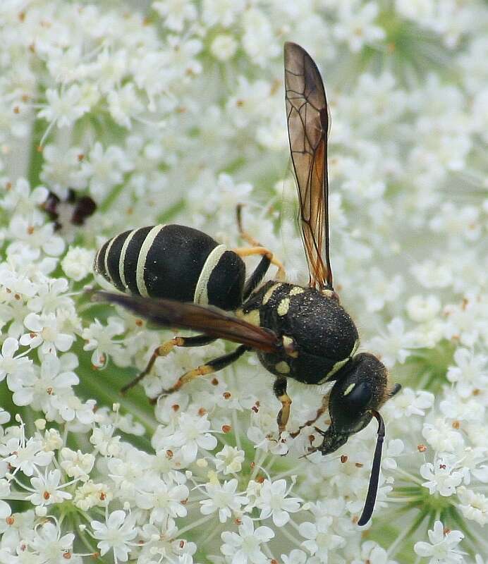 Sivun Ancistrocerus catskill (de Saussure 1853) kuva