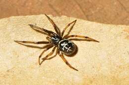 Image of Steatoda diamantina Levi 1962