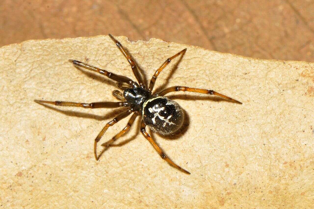 Steatoda diamantina Levi 1962的圖片