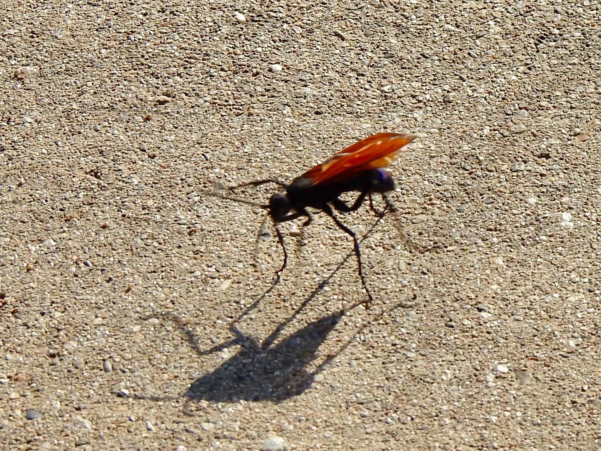 Image of Tarantula Hawk