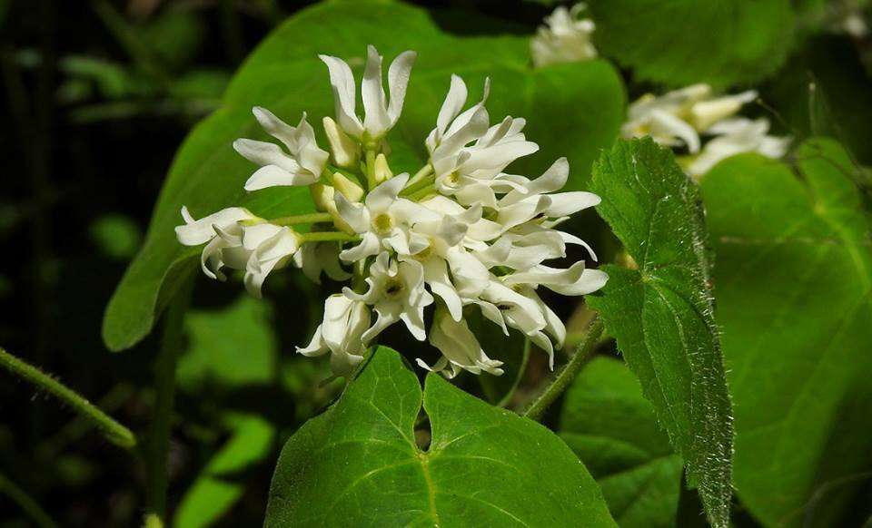 Image de Matelea baldwyniana (Sweet) R. E. Woodson