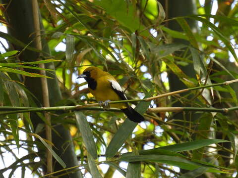 Imagem de Icterus leucopteryx (Wagler 1827)