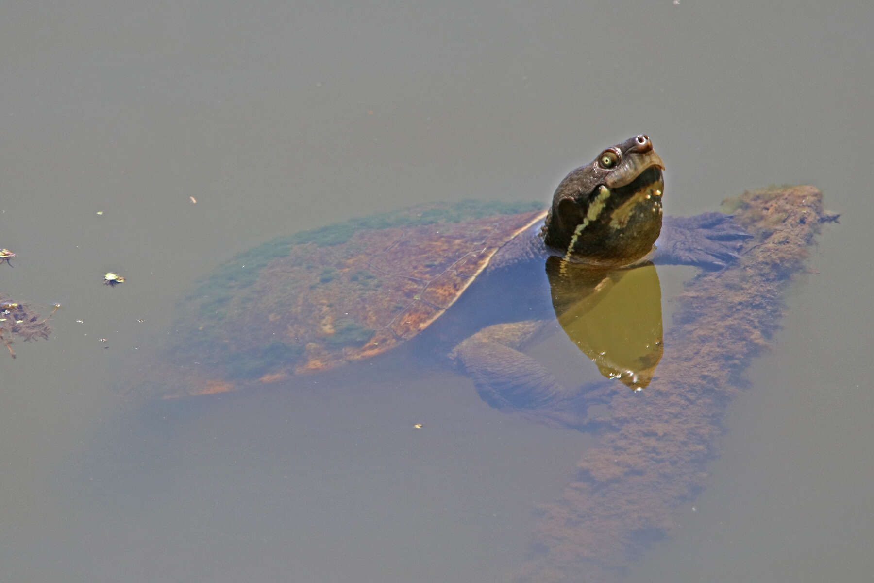 Image of Murray River Turtle