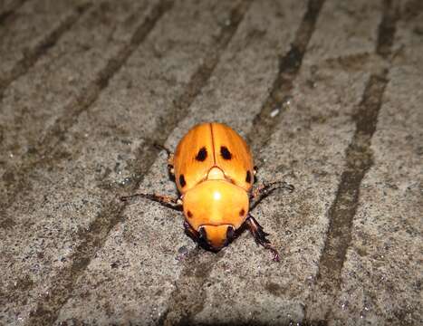 Ancognatha quadripunctata Bates 1888 resmi