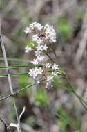 Image of Sisyranthus barbatus (Turcz.) N. E. Br.