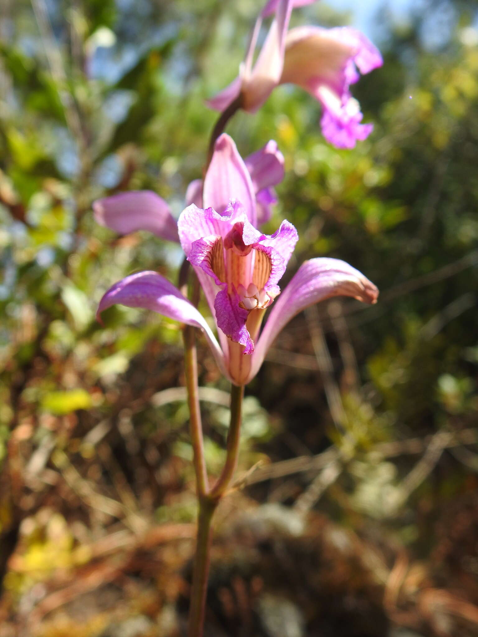 Image of Bletia neglecta Sosa