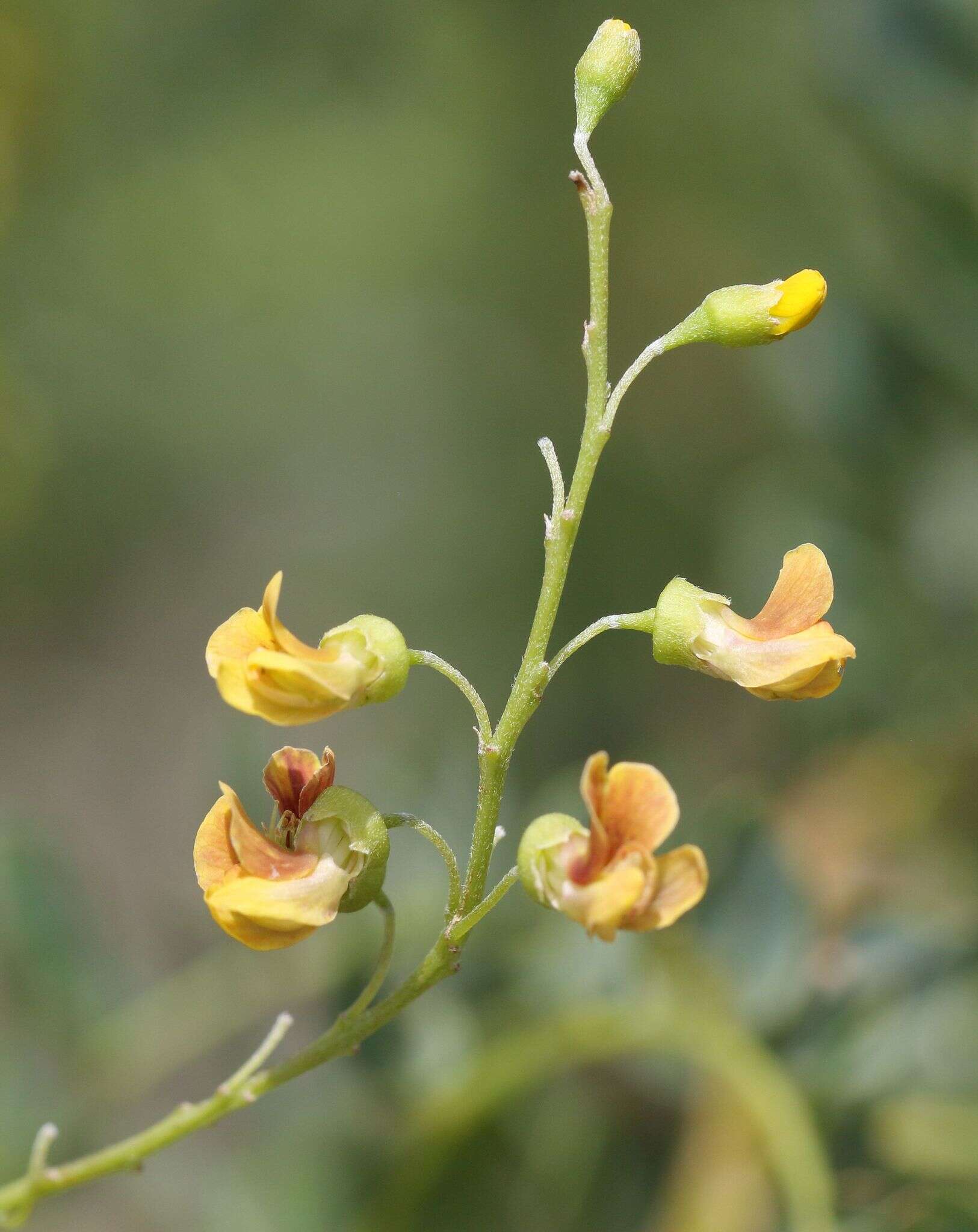 صورة Calpurnia sericea Harv.