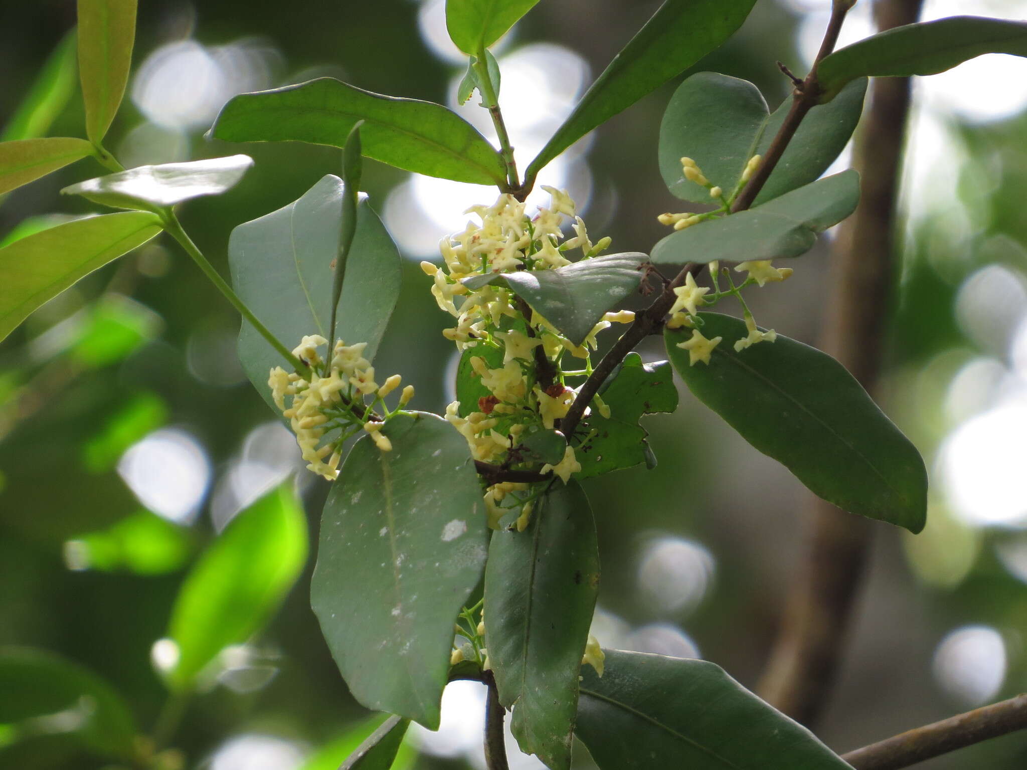 Sivun Melodinus australis (F. Müll.) Pierre kuva