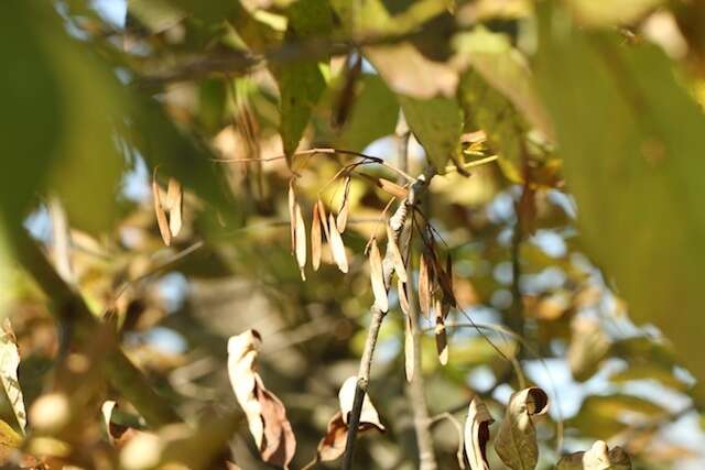 Image of American Ash