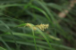 Image of Cape Sedge