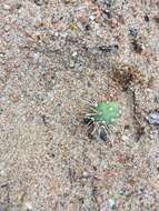 Image of Brittle Cactus