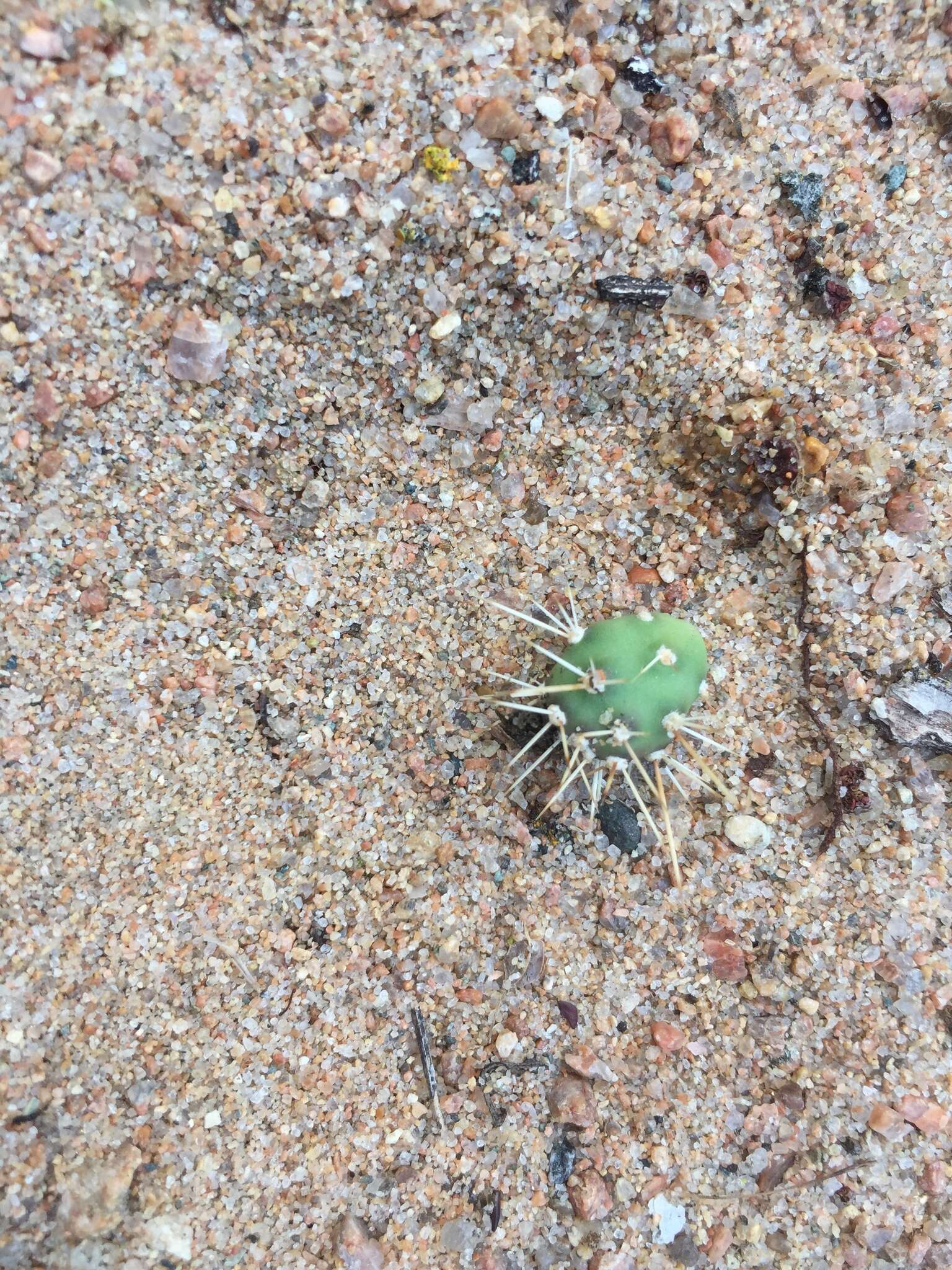 Image of Brittle Cactus