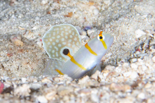 Image of Randall's prawn goby