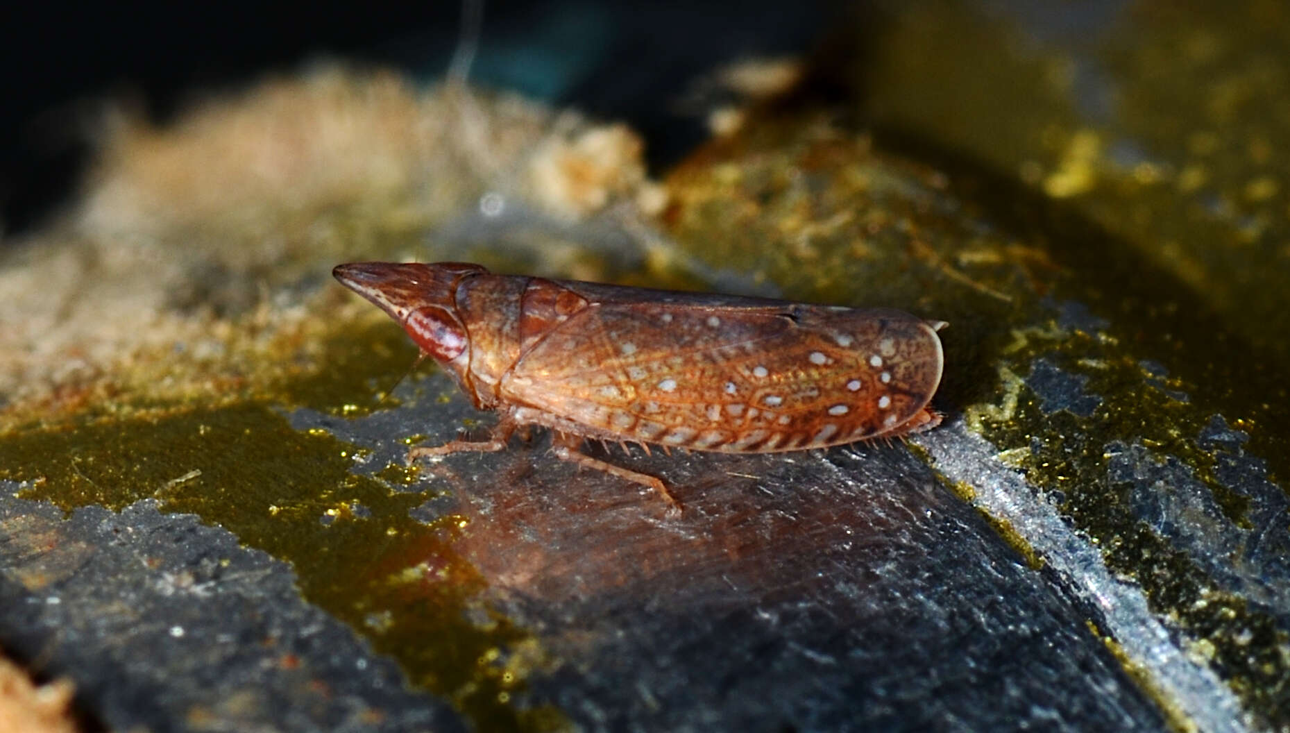 Sivun Scaphytopius (Cloanthanus) rubellus Sanders & De Long 1919 kuva