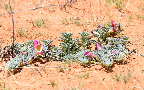 Image of Harpagophytum procumbens subsp. procumbens