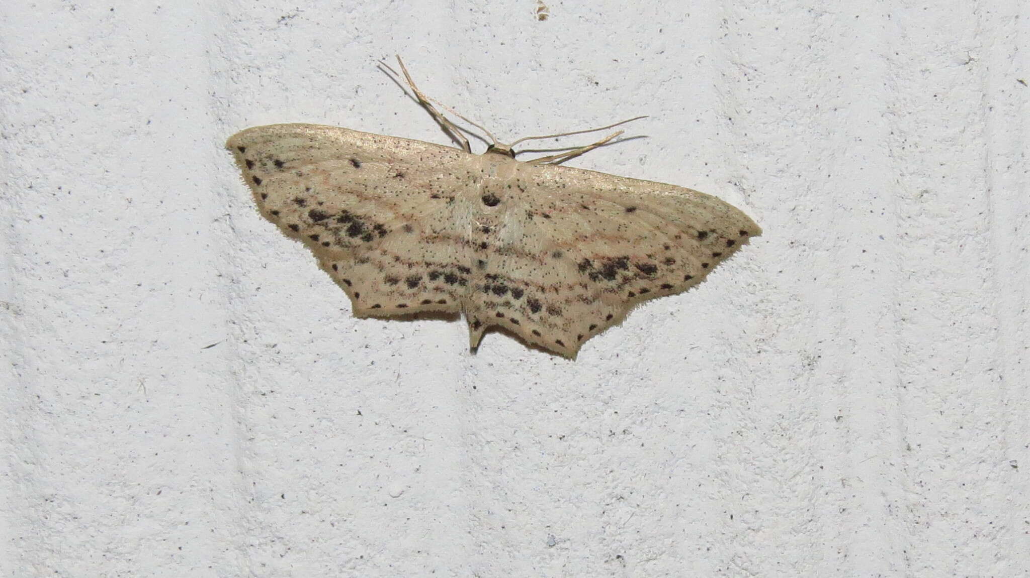 Image of Frosted Tan Wave Moth