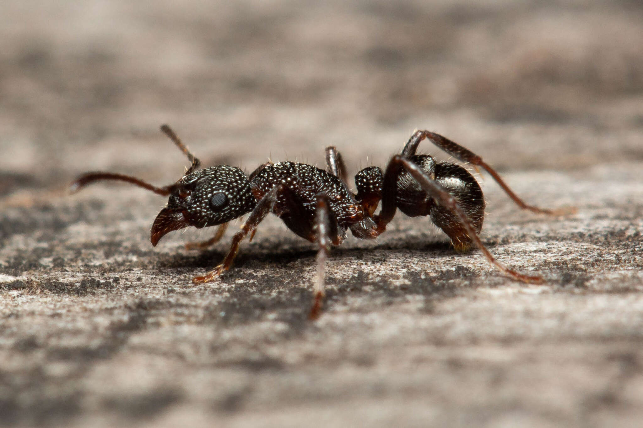 Image de Rhytidoponera anceps Emery 1898