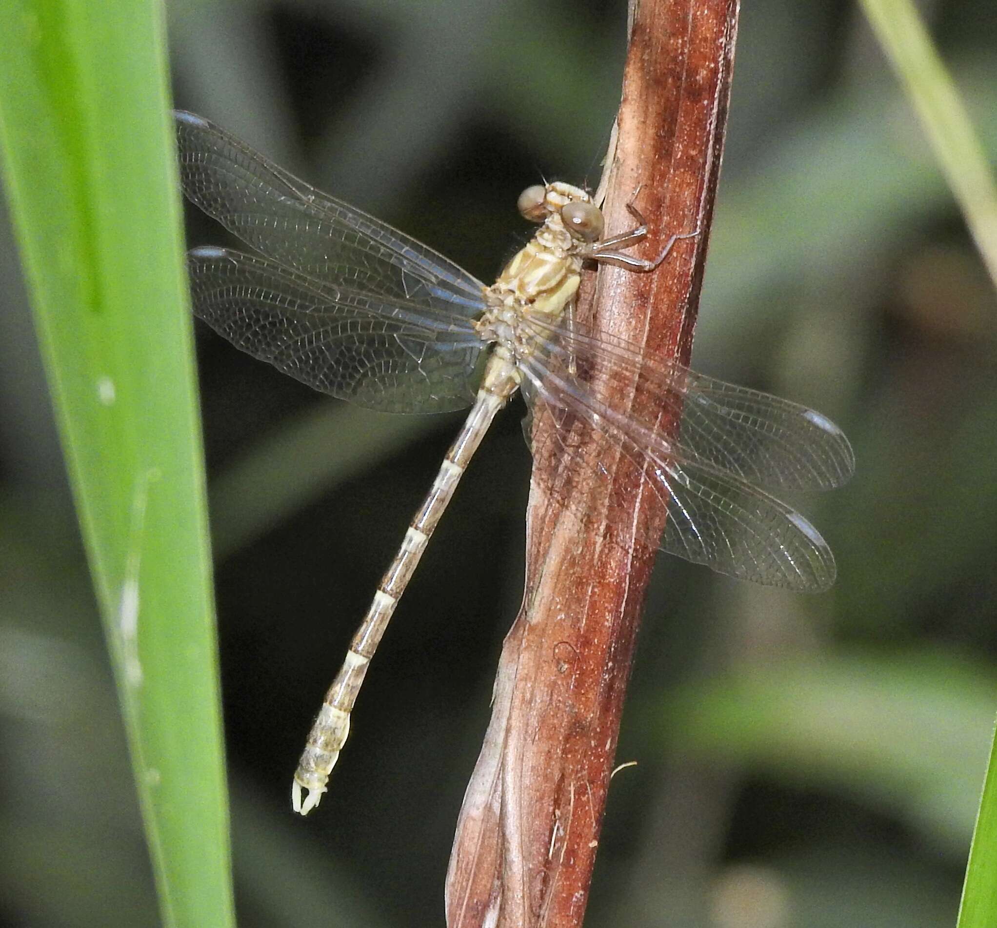 Image of Hemigomphus comitatus (Tillyard 1909)