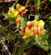 Image of Russet Lotononis