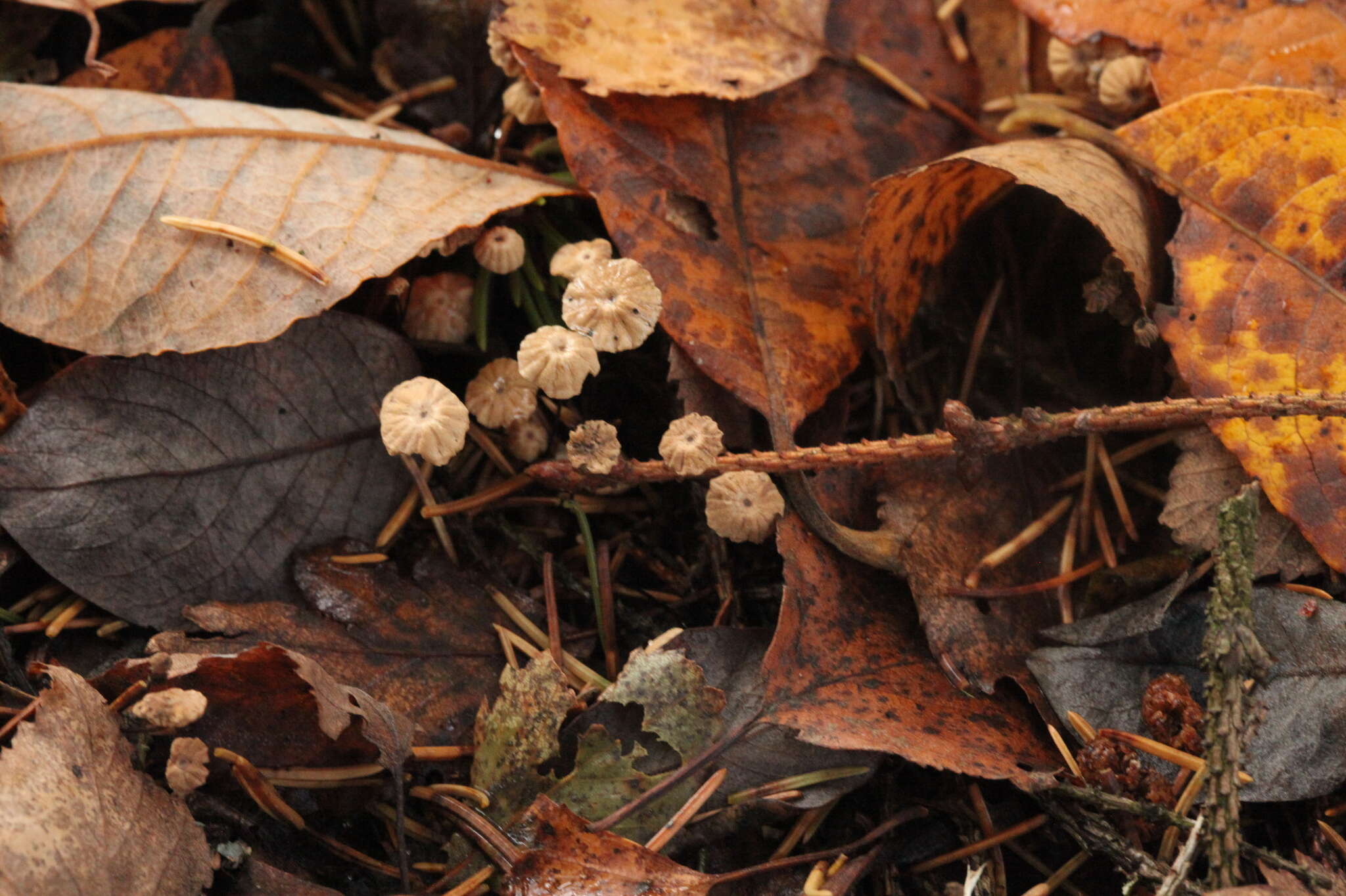 Image of Marasmius wettsteinii Sacc. & P. Syd. 1899