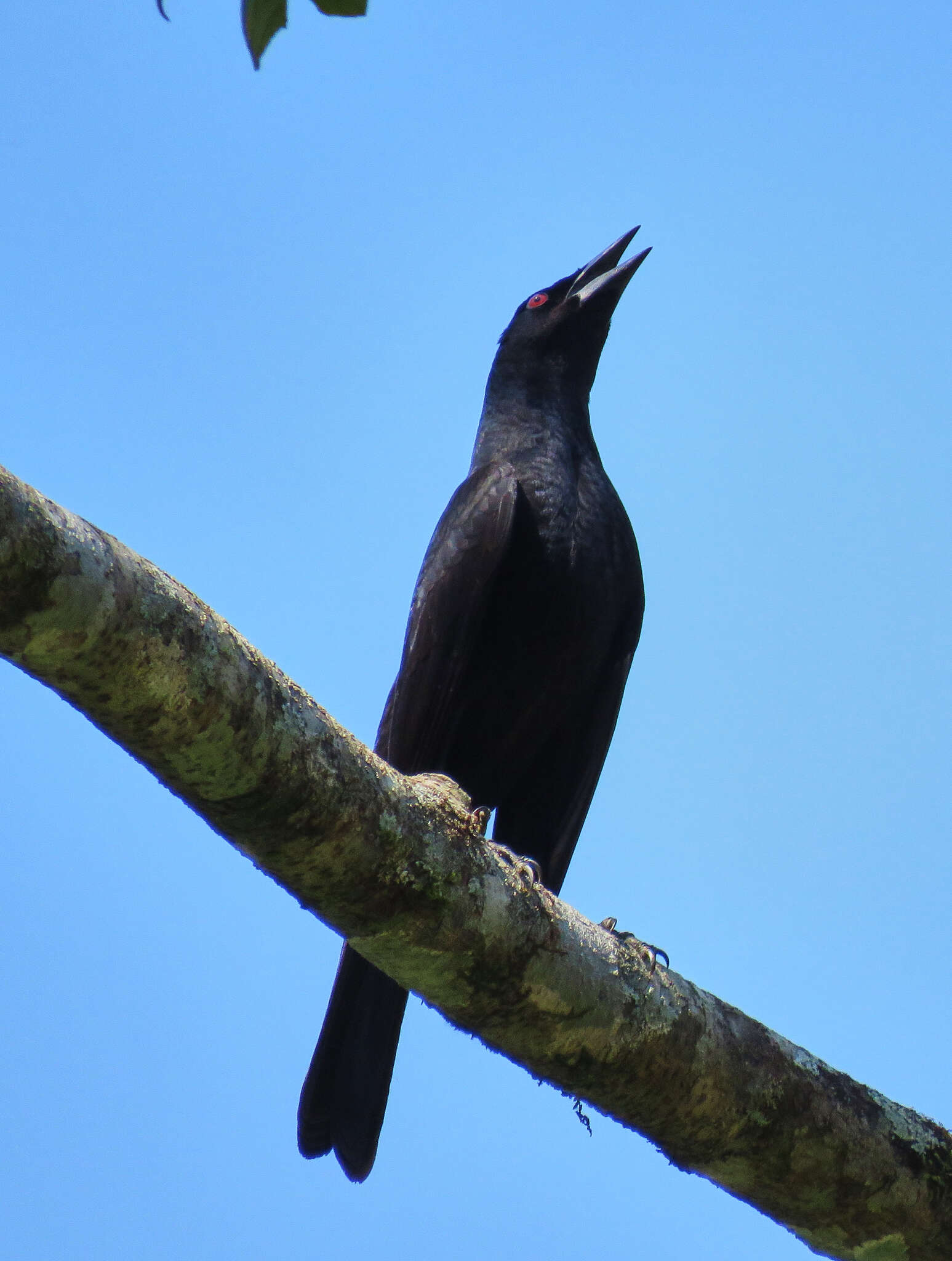 Image of Giant Cowbird