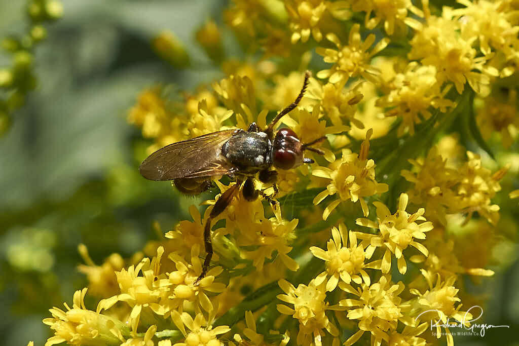 Imagem de Thecophora occidensis (Walker 1849)