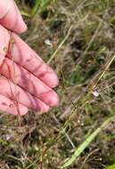 Image of green false foxglove